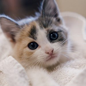 Fundraising Page: Laura Crouch